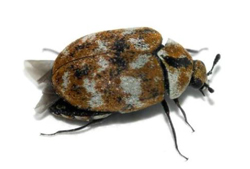 Carpet-Beetle